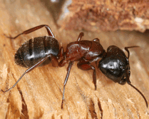 How to Save Furniture from Carpenter Ants